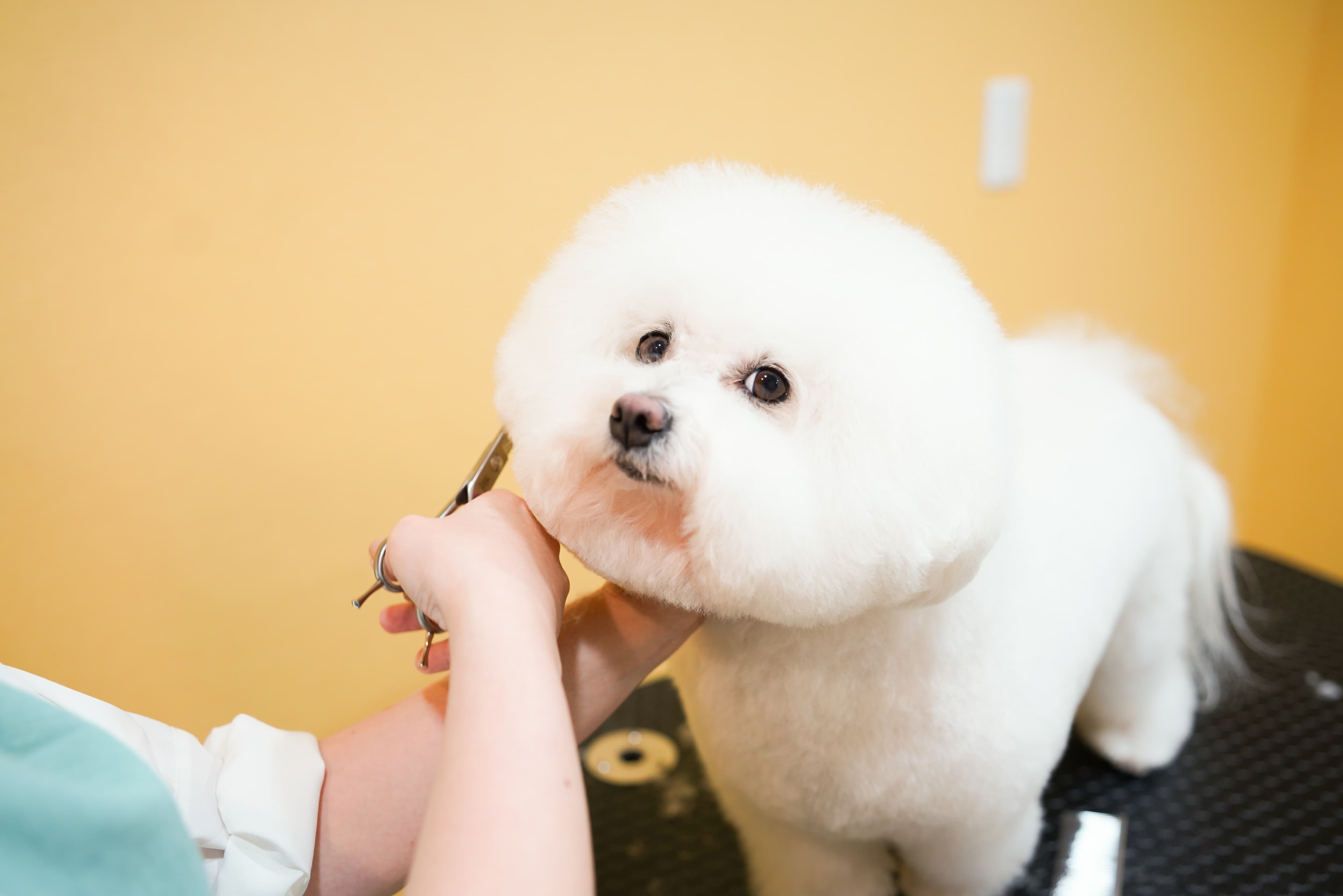 ふんわり仕上がったビションフリーゼ