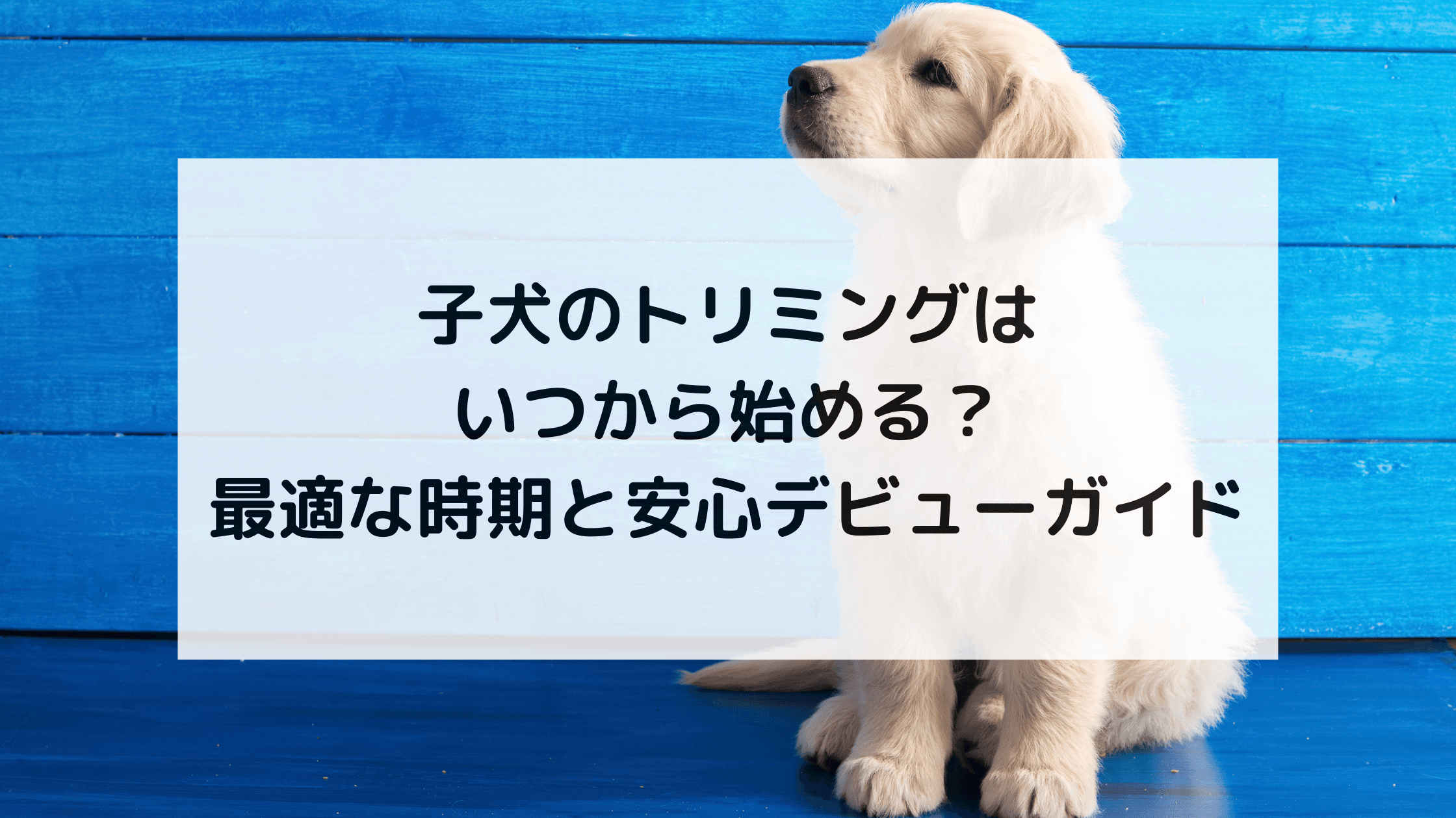 子犬のトリミングはいつから始める?最適な時期と安心デビューガイド