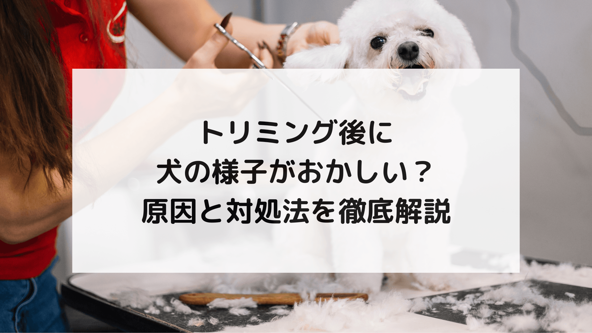 トリミング後に犬の様子がおかしい?原因と対処法を徹底解説
